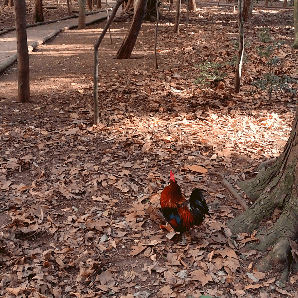 Galo no Parque da Água Branca.