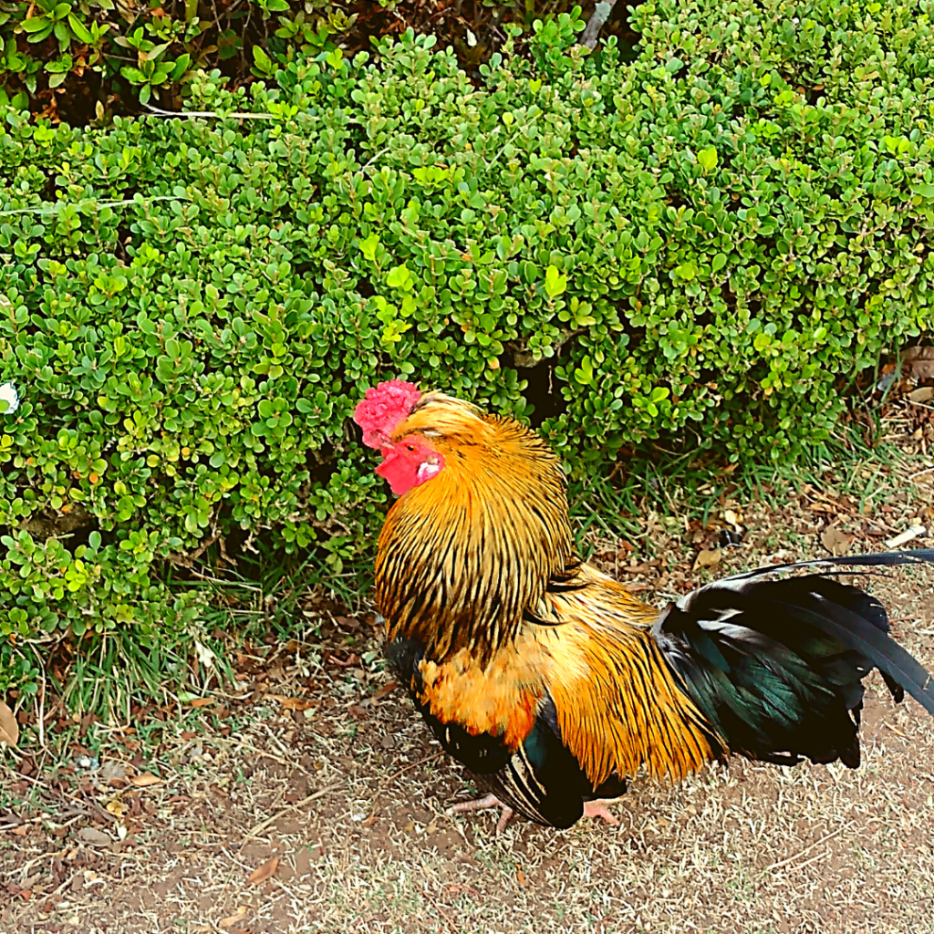 Galo no Parque da Água Branca, SP.