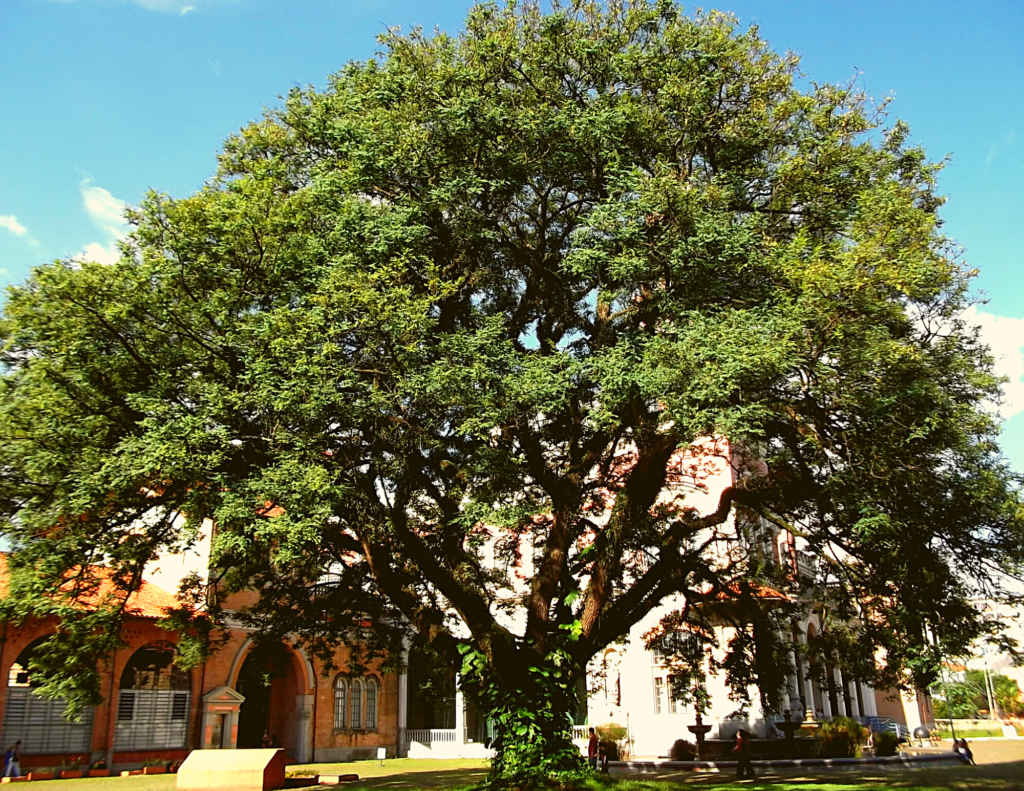 MUSEU CATAVENTO-SP: Tudo o que você precisa saber antes de ir