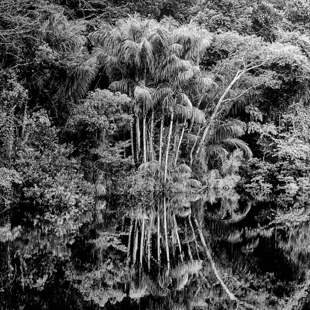 Floresta Amazônica.
