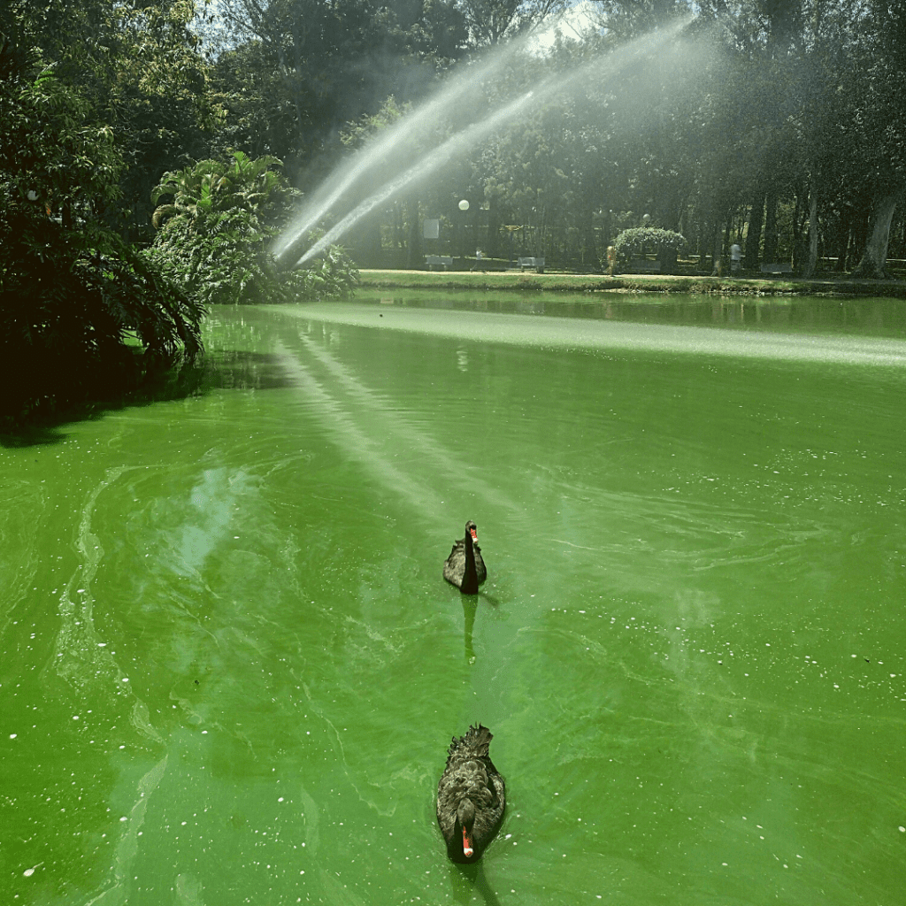 Parque Maria Angélica Manfrinato
