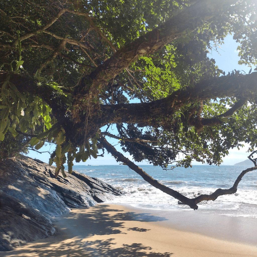 TOQUE-TOQUE PEQUENO EM SÃO SEBASTIÃO