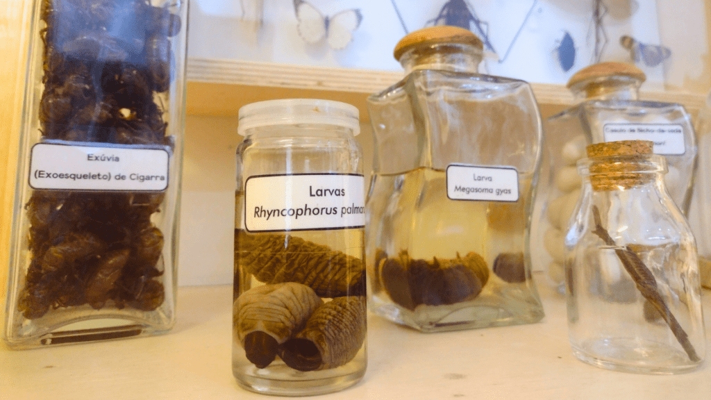 Insetos no Museu do Instituto Biológico