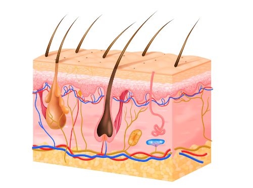 fases do crescimento o cabelo