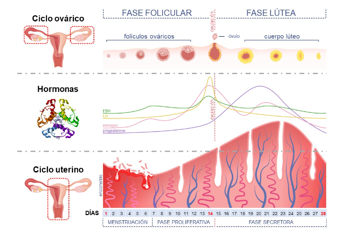 ciclo ovariano, ciclo uterino e os hormônios femininos